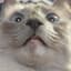 Collection uploader avatar