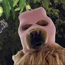 User profile picture