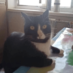 User profile picture