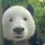 Collection uploader avatar