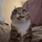 Collection uploader avatar