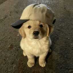 User profile picture