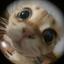 Collection uploader avatar