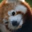 Collection uploader avatar