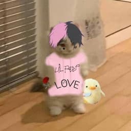 User profile picture