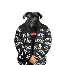 User profile picture
