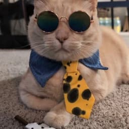 User profile picture