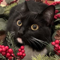 User profile picture