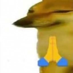 User profile picture
