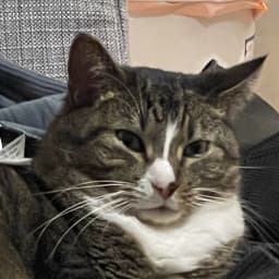 User profile picture