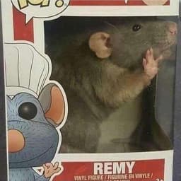 User profile picture