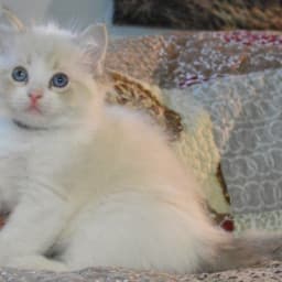 User profile picture