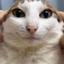 Collection uploader avatar