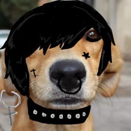 User profile picture