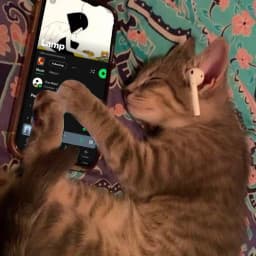 User profile picture