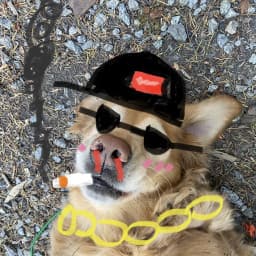 User profile picture