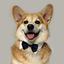 Collection uploader avatar