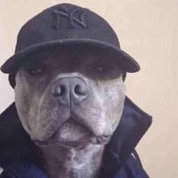 User profile picture