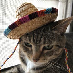 User profile picture