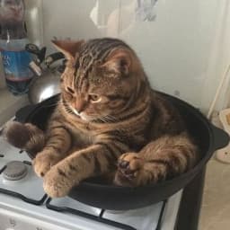 User profile picture