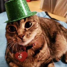 User profile picture