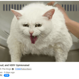 User profile picture