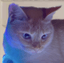 Collection uploader avatar