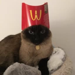 User profile picture