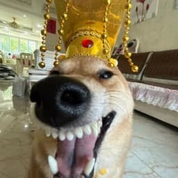 User profile picture