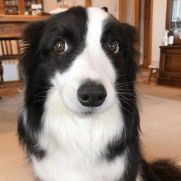 User profile picture