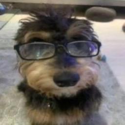 User profile picture