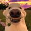 Collection uploader avatar