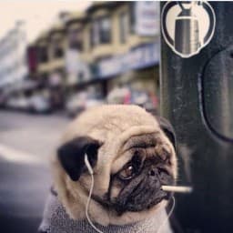 User profile picture