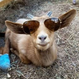 User profile picture