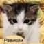 Collection uploader avatar