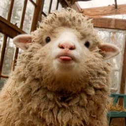 User profile picture