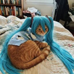 User profile picture