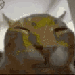 Collection uploader avatar