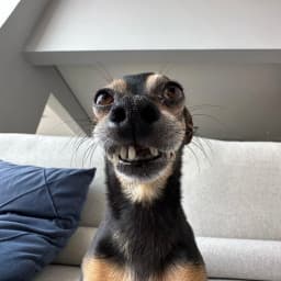 User profile picture