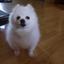 Collection uploader avatar