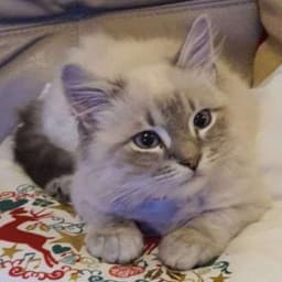 User profile picture