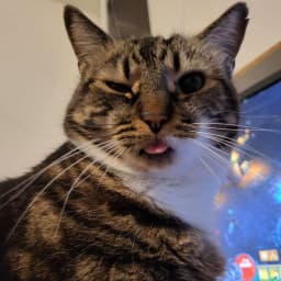 User profile picture