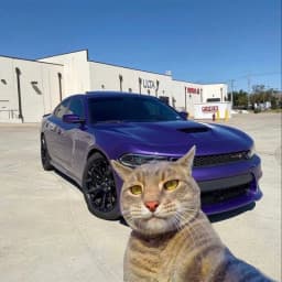 User profile picture