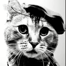 User profile picture