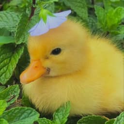 User profile picture