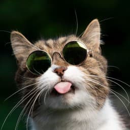 User profile picture