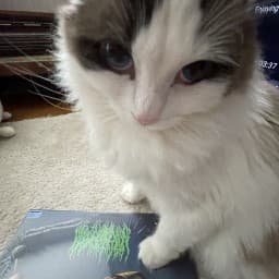 User profile picture