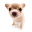 Collection uploader avatar