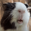 Collection uploader avatar