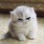 Collection uploader avatar